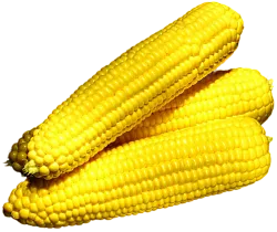 Кукуруза свежая сезонная